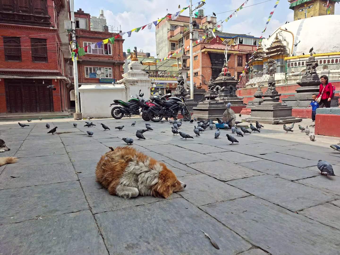 From Sacred Messengers to 'Flying Rats': Why Nepalis Worship Pigeons While Europeans Shoo Them Away