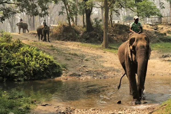 Elephant Ride