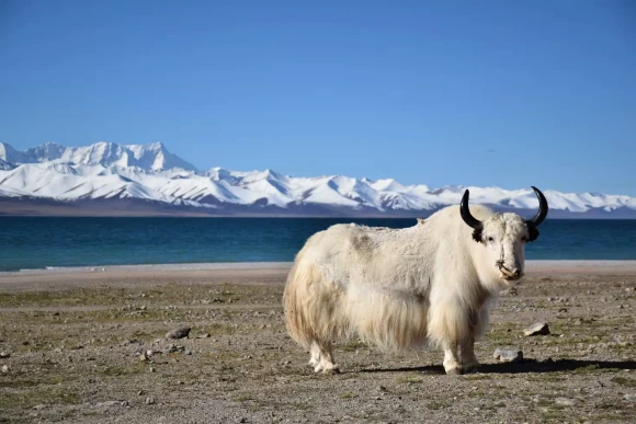 Tibetan Landscape