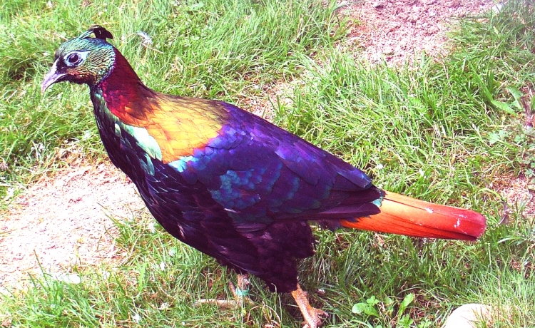 Bird Watching in Nepal