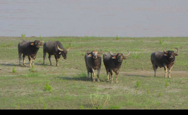 Koshi Tappu Wildlife Reserve