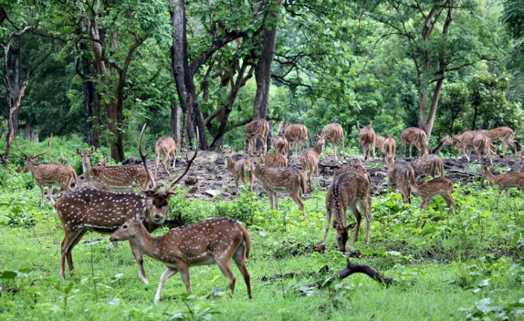 Royal Bardia National Park