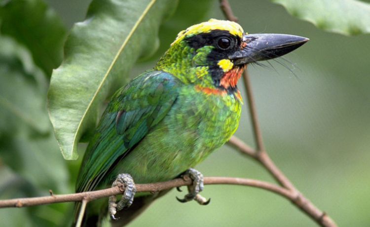 Phulchowki Bird Watching