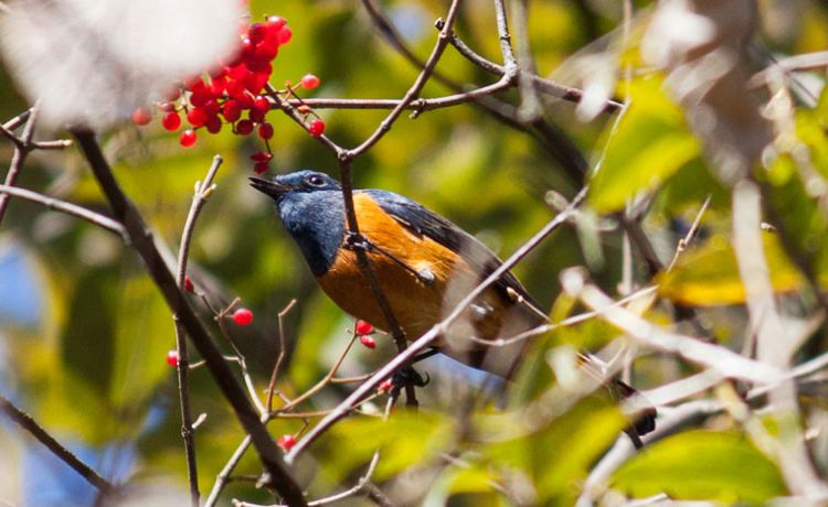 Sundarijal - Chisapani Bird Watching