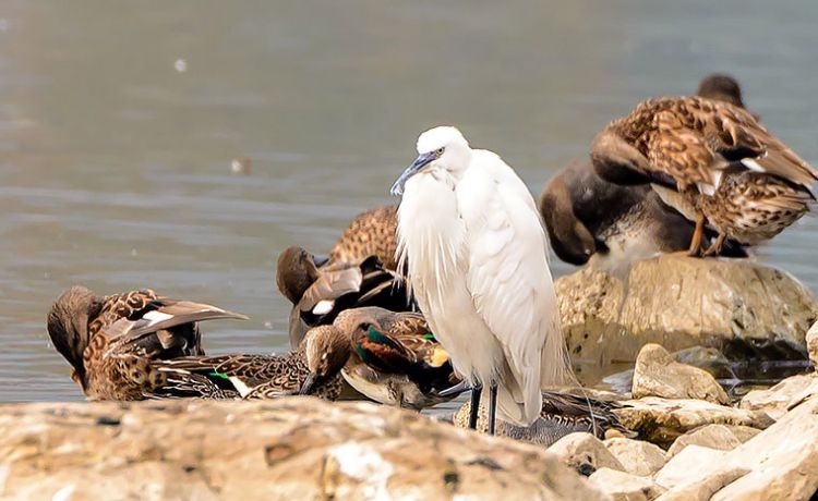 Taudaha - Pharping Bird Watching