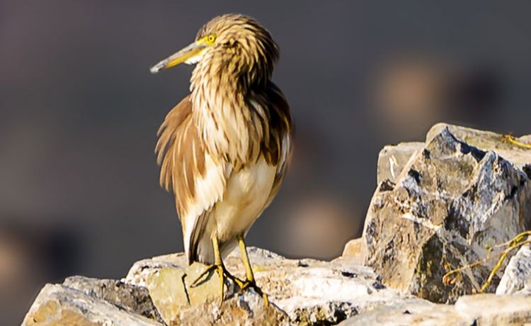 Taudaha - Pharping Bird Watching