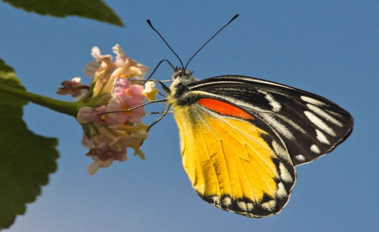 Butterflies Watching Tour