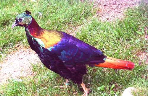 Bird Watching in Nepal