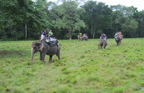 Jungle Safari in Nepal