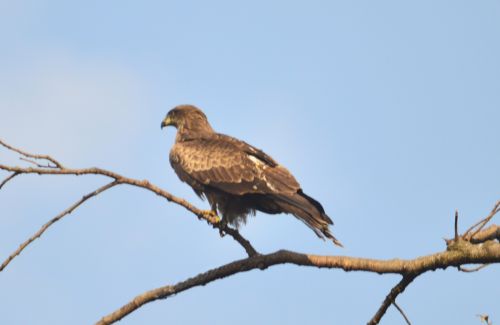 Sundarijal - Chisapani Bird Watching