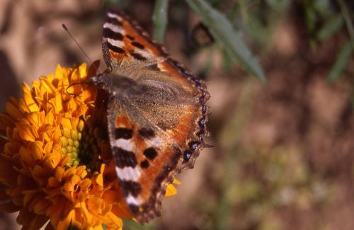 Butterflies watching