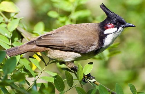 Bird watching in Phulchowki