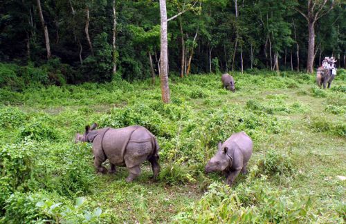 Royal Bardia National Park